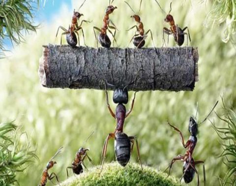 زندگي اجتماعي مورچه ها